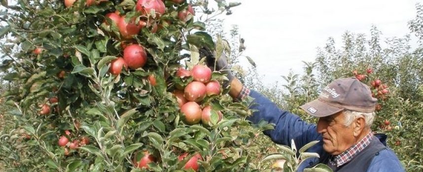 UDURUGA VOĆARA I POVRĆARA Premalo se otkupljuje od lokalnih proizvođača